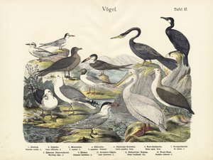 Vogels, ca. 1860